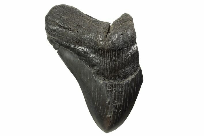 Partial Fossil Megalodon Tooth - South Carolina #339297